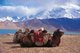 China: Bactrian camels near Lake Karakul on the Karakoram Highway, Xinjiang